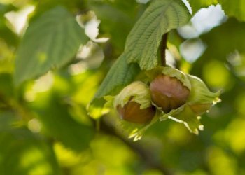 Terreno - Terreno agricolo SP57, Roddino - foto 4