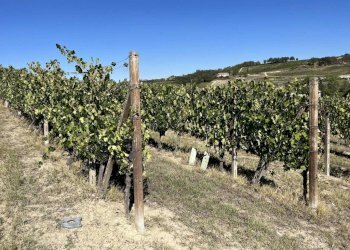 Terreno - Rustic strada San Nicolao, 87, Nizza Monferrato - photo 7