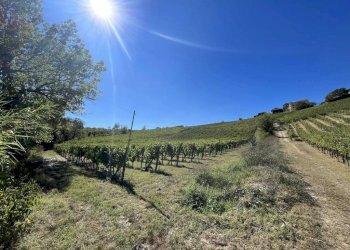 Terreno - Rustic strada San Nicolao, 87, Nizza Monferrato - photo 16