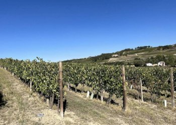 Terreno - Rustic strada San Nicolao, 87, Nizza Monferrato - photo 17