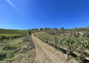 Terreno - Rustic strada San Nicolao, 87, Nizza Monferrato - photo 18