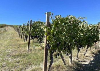 Terreno - Rustic strada San Nicolao, 87, Nizza Monferrato - photo 19