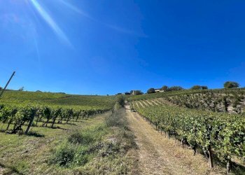 Terreno - Rustic strada San Nicolao, 87, Nizza Monferrato - photo 21