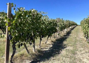 Terreno - Rustic strada San Nicolao, 87, Nizza Monferrato - photo 23