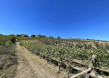 Terreno - Rustic strada San Nicolao, 87, Nizza Monferrato - photo 25