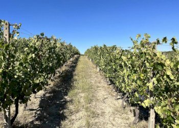 Tinello - Rustic strada San Nicolao, 87, Nizza Monferrato - photo 26