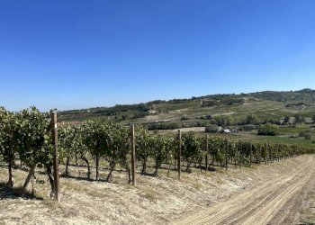 Terreno - Rustic strada San Nicolao, 87, Nizza Monferrato - photo 28