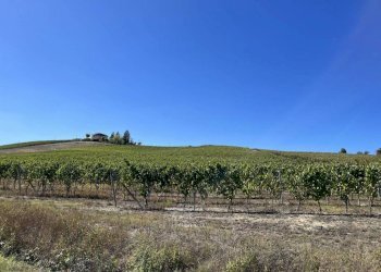 Terreno - Rustic strada San Nicolao, 87, Nizza Monferrato - photo 30