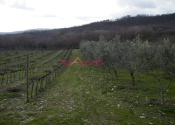 Foto 11 - Rustico Scansano - foto 11