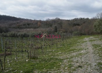 Foto 12 - Rustico Scansano - foto 12