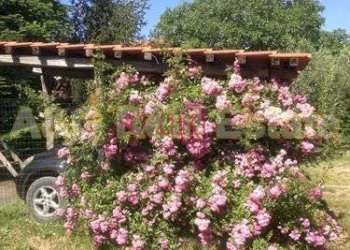 Foto 24 - Rustico Scansano - foto 24