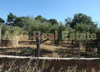 Foto 3 - Farm Magliano in Toscana - photo 3