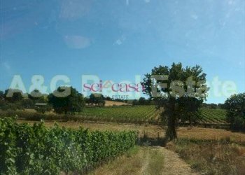 Foto 6 - Farm Magliano in Toscana - photo 6