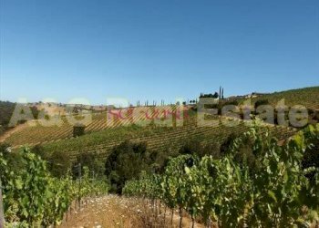 Foto 8 - Farm Magliano in Toscana - photo 8