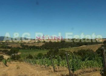 Foto 9 - Farm Magliano in Toscana - photo 9