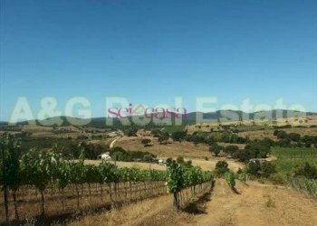 Foto 10 - Farm Magliano in Toscana - photo 10