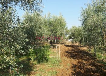 Foto 30 - Villa Grosseto - foto 30