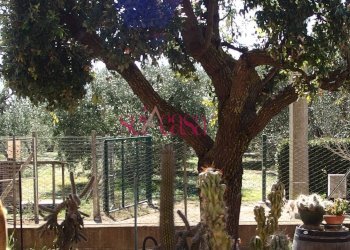 Foto 7 - Rustico Grosseto - foto 7