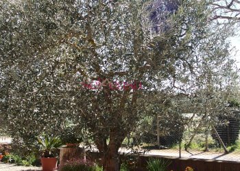 Foto 8 - Rustico Grosseto - foto 8