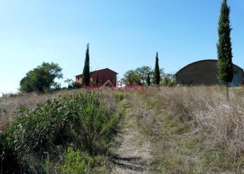 Foto 7 - Azienda agricola Cinigiano - foto 7