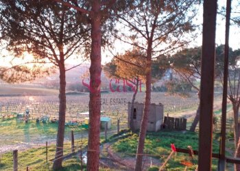 Foto 4 - Agriturismo Magliano in Toscana - foto 4