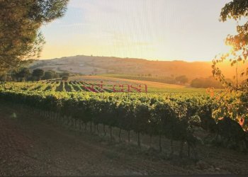 Foto 6 - Agriturismo Magliano in Toscana - foto 6