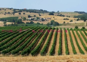 Foto 7 - Agriturismo Magliano in Toscana - foto 7