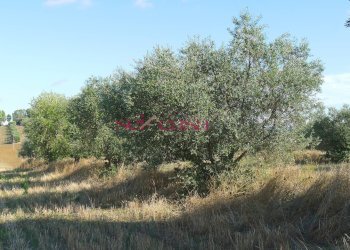 Foto 18 - Rustico Scansano - foto 18