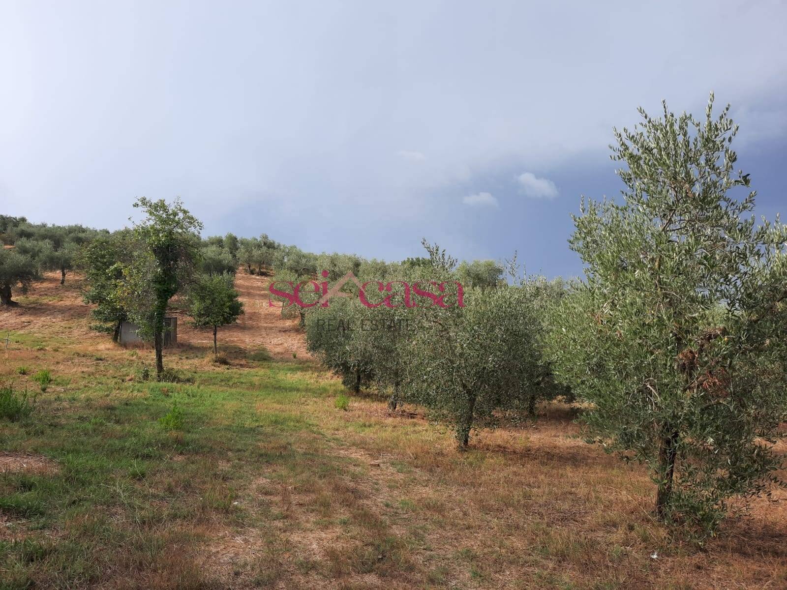 Foto 2 - Terreno agricolo Castiglione della Pescaia - foto 2