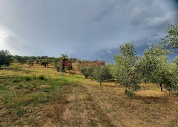 Foto 1 - Terreno agricolo Castiglione della Pescaia - foto 1