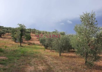 Foto 2 - Terreno agricolo Castiglione della Pescaia - foto 2