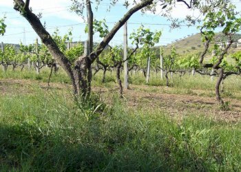 Foto 5 - Terreno edificabile Fosso dei galli, Monteprandone - foto 5