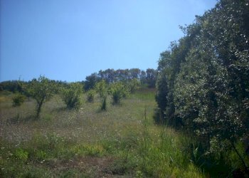 Foto 4 - Terreno agricolo Contrada San Giovanni, Colonnella - foto 4