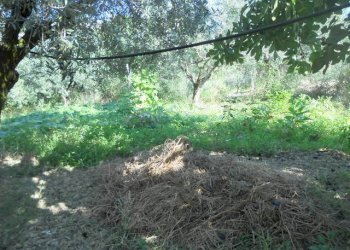 Foto 10 - Rustico Contrada Rio Moro, Colonnella - foto 10