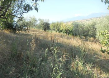 Foto 13 - Rustico Contrada Rio Moro, Colonnella - foto 13