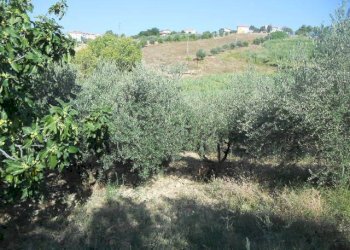 Foto 14 - Rustico Contrada Rio Moro, Colonnella - foto 14