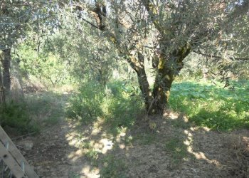 Foto 16 - Rustico Contrada Rio Moro, Colonnella - foto 16