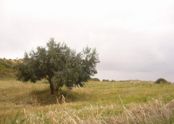 Foto 9 - Terreno agricolo Panoramica, San Benedetto del Tronto - foto 9