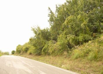 Foto 14 - Terreno agricolo Panoramica, San Benedetto del Tronto - foto 14