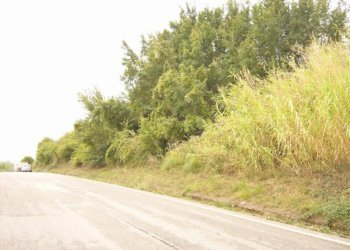 Foto 15 - Terreno agricolo Panoramica, San Benedetto del Tronto - foto 15