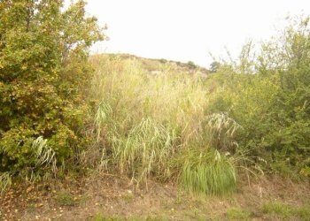 Foto 16 - Terreno agricolo Panoramica, San Benedetto del Tronto - foto 16