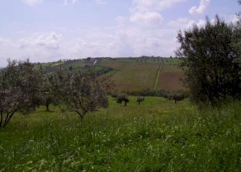 Foto 4 - Rustico Contrada Rio Moro, Colonnella - foto 4