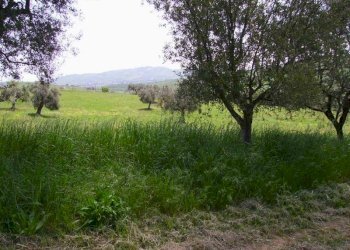 Foto 5 - Rustico Contrada Rio Moro, Colonnella - foto 5