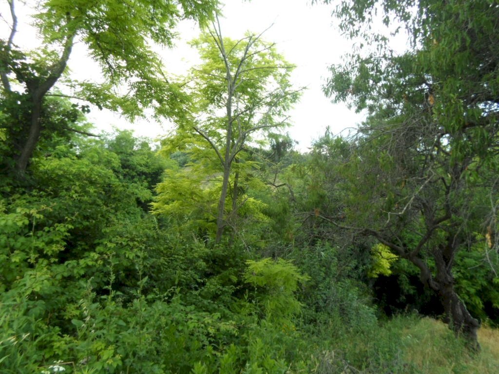 Foto 3 - Agricultural land Panoramica, San Benedetto del Tronto - photo 3