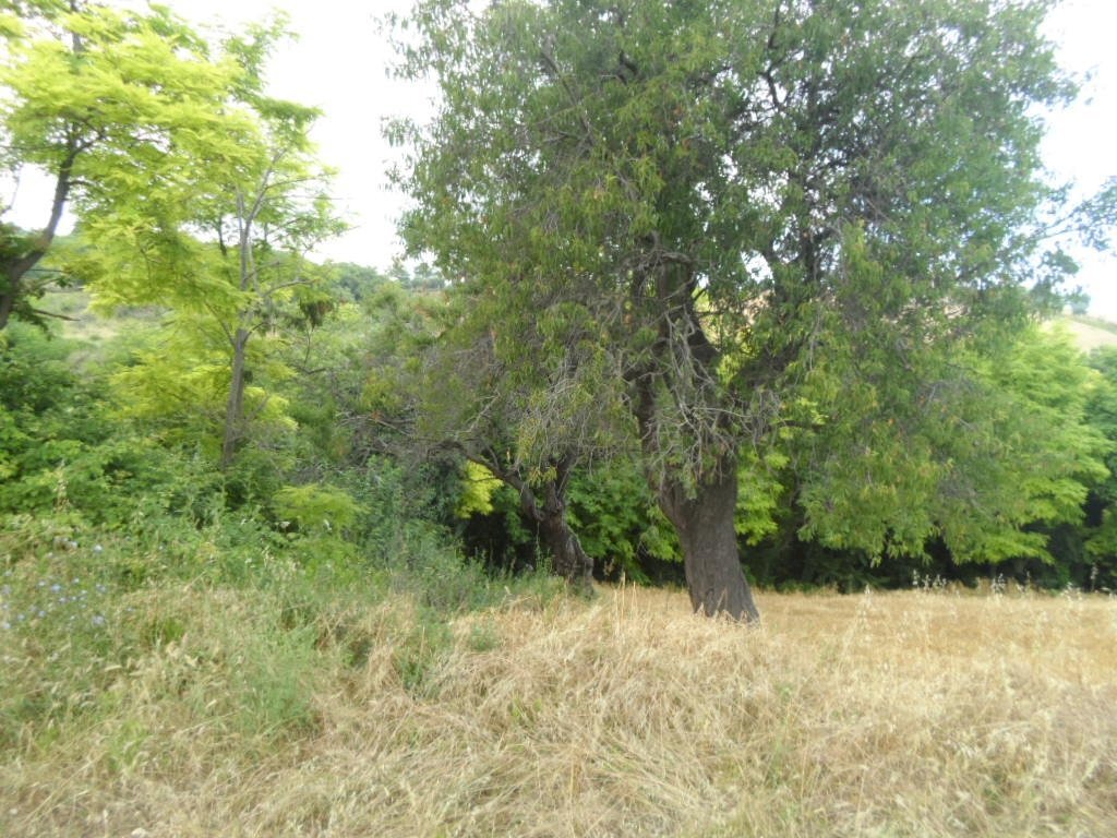 Foto 2 - Agricultural land Panoramica, San Benedetto del Tronto - photo 2