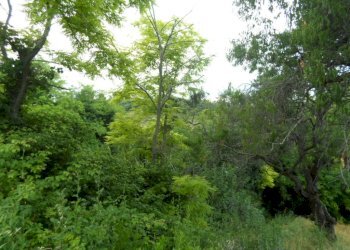 Foto 3 - Terreno agricolo Panoramica, San Benedetto del Tronto - foto 3