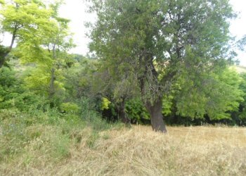 Foto 2 - Terreno agricolo Panoramica, San Benedetto del Tronto - foto 2