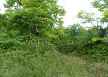 Foto 4 - Terreno agricolo Panoramica, San Benedetto del Tronto - foto 4