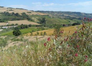 Foto 3 - Rustico Contrada San Giacomo, Acquaviva Picena - foto 3