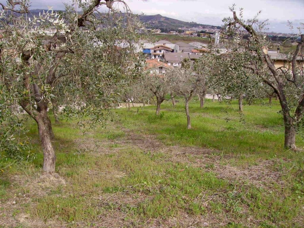 Foto 1 - Terreno edificabile Contrada San Giovanni, Colonnella - foto 1